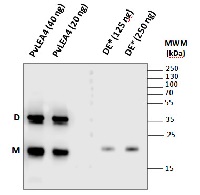 LEA4-25 | Group 4-late embryogenesis abundant protein  in the group Antibodies Plant/Algal  / Environmental Stress / Drought stress at Agrisera AB (Antibodies for research) (AS13 2757)